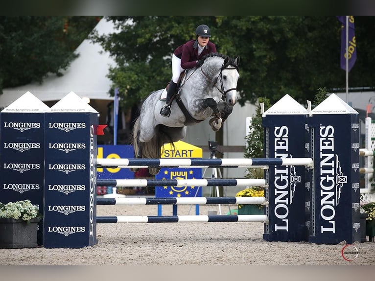 Holsteiner Wallach 10 Jahre 173 cm in München