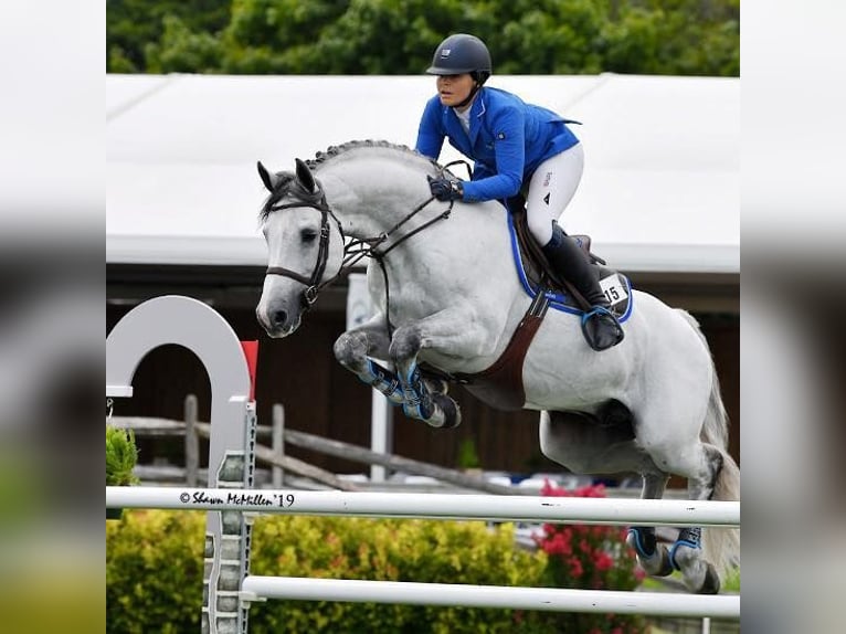 Holsteiner Wallach 10 Jahre 173 cm in München