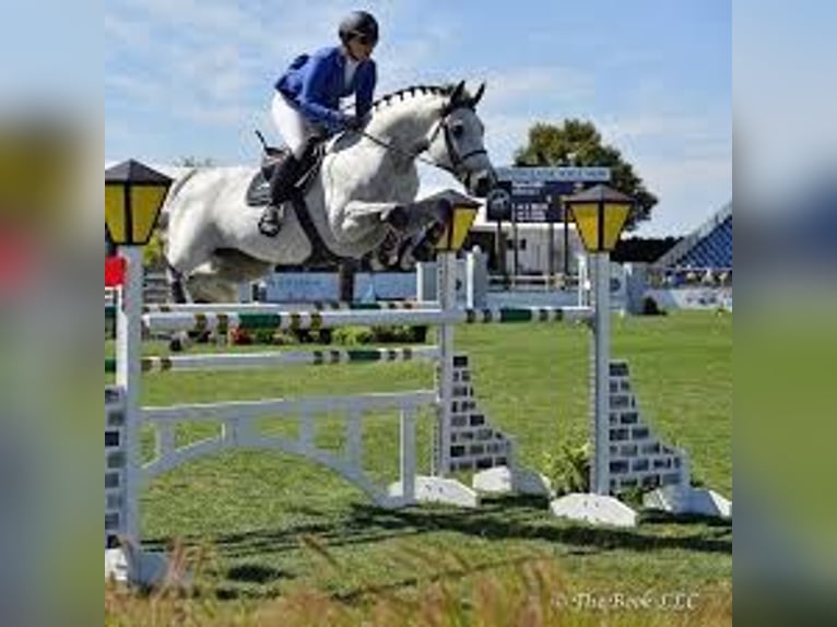 Holsteiner Wallach 10 Jahre 173 cm in München