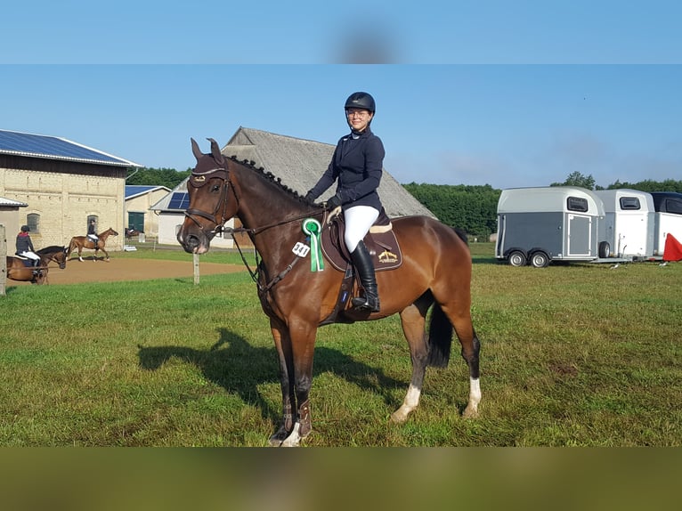 Holsteiner Wallach 10 Jahre 175 cm Brauner in Hohen Wangelin