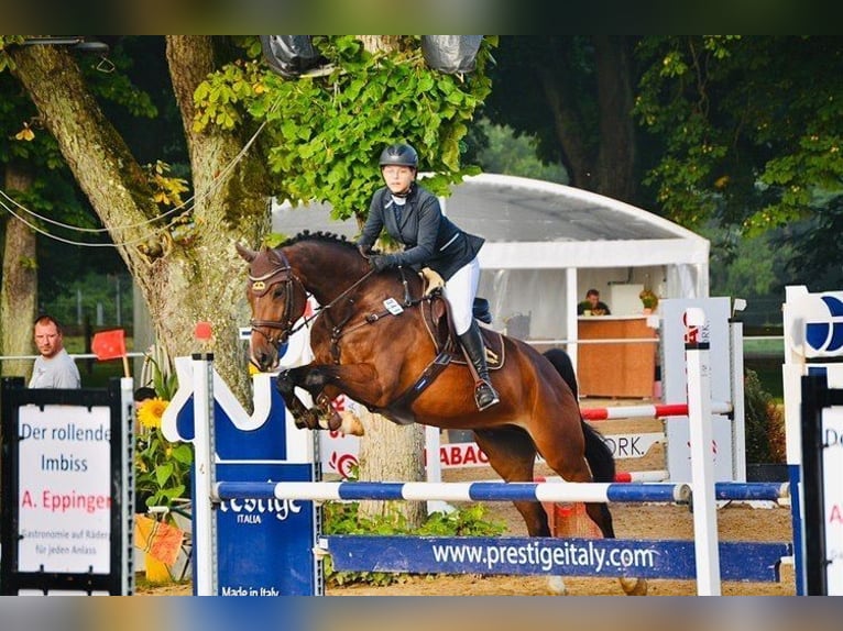 Holsteiner Wallach 10 Jahre 175 cm Brauner in Hohen Wangelin