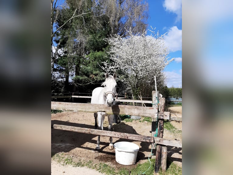 Holsteiner Wallach 10 Jahre 175 cm in Erkelenz