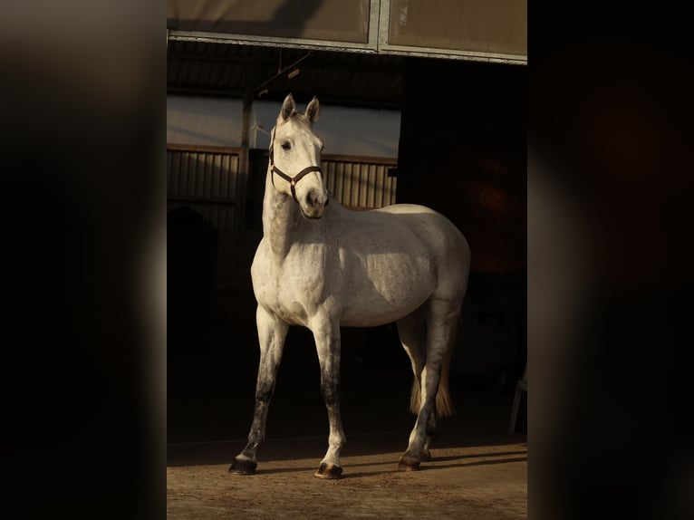 Holsteiner Wallach 10 Jahre 175 cm in Erkelenz