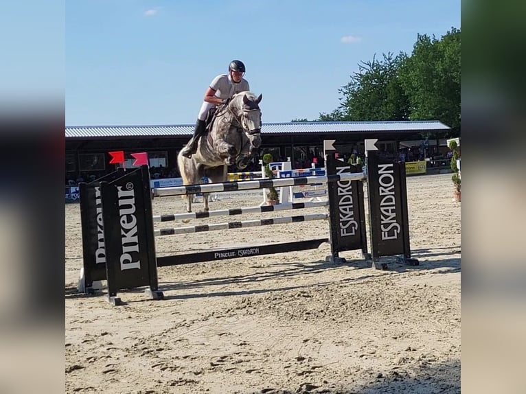 Holsteiner Wallach 10 Jahre 175 cm Schimmel in Kalletal