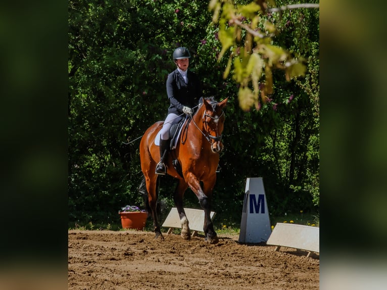 Holsteiner Wallach 10 Jahre 176 cm Brauner in Klempau