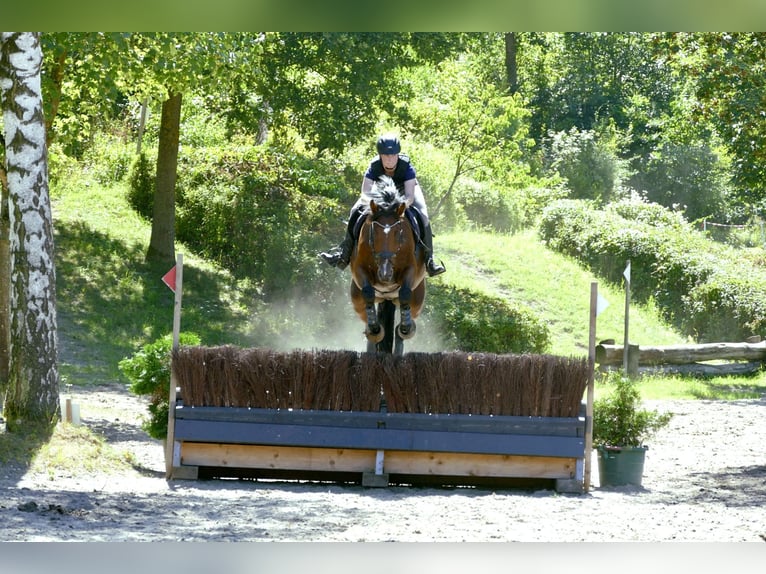 Holsteiner Wallach 10 Jahre 176 cm Brauner in Klempau