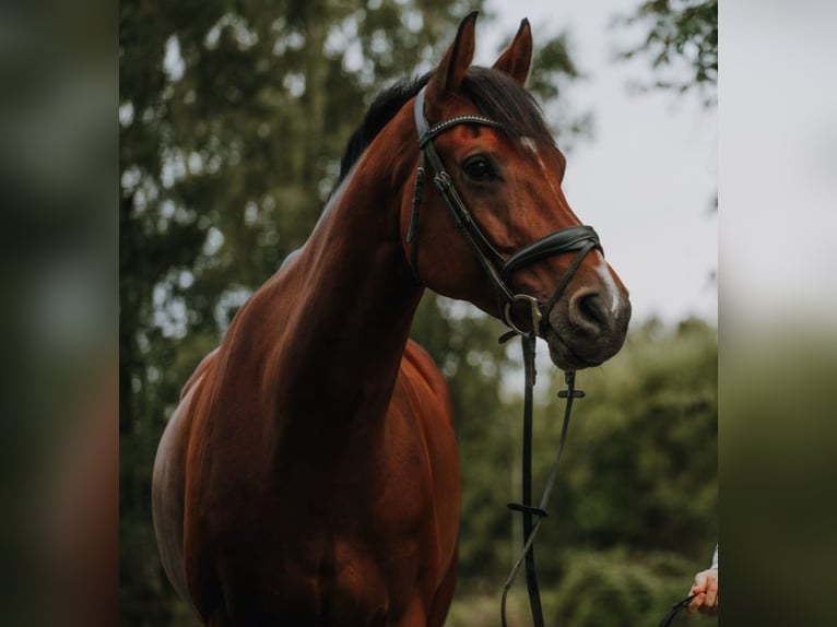 Holsteiner Wallach 10 Jahre 176 cm Brauner in Klempau