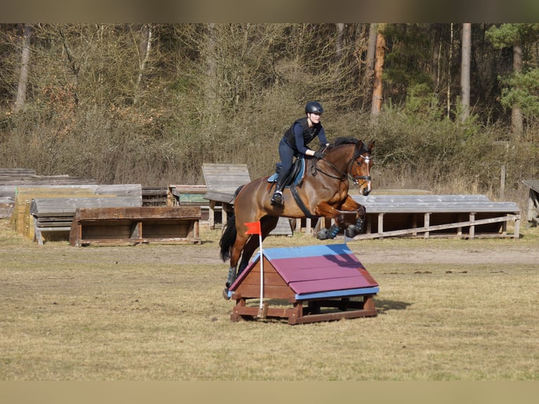 Holsteiner Wallach 10 Jahre 176 cm Brauner in Klempau