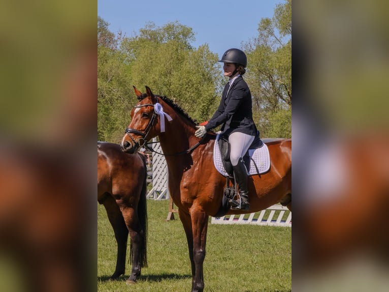 Holsteiner Wallach 10 Jahre 176 cm Brauner in Klempau