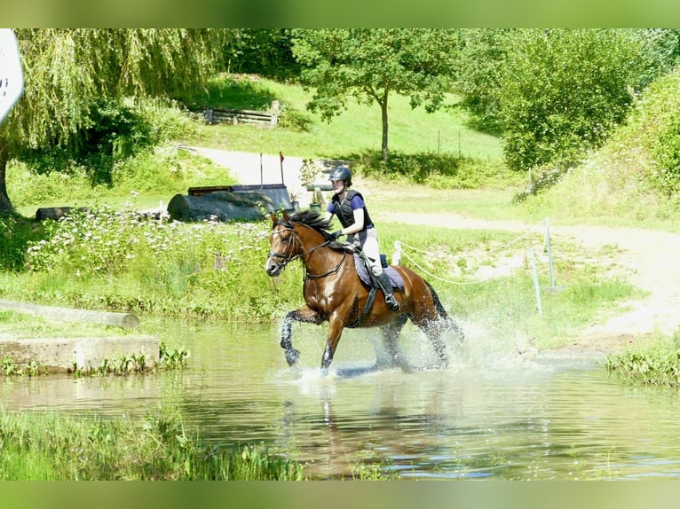 Holsteiner Wallach 10 Jahre 176 cm Brauner in Klempau