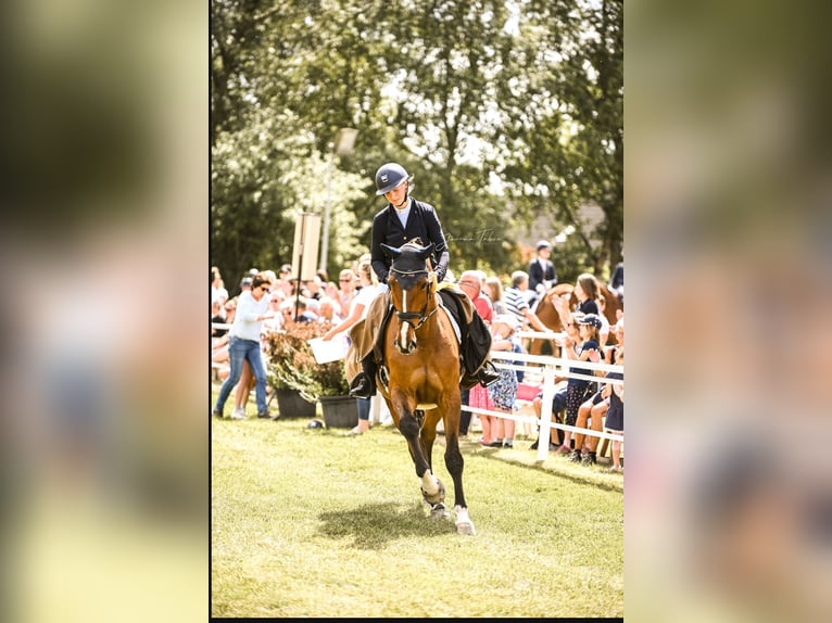 Holsteiner Wallach 10 Jahre 177 cm Brauner in Oesterdeichstrich