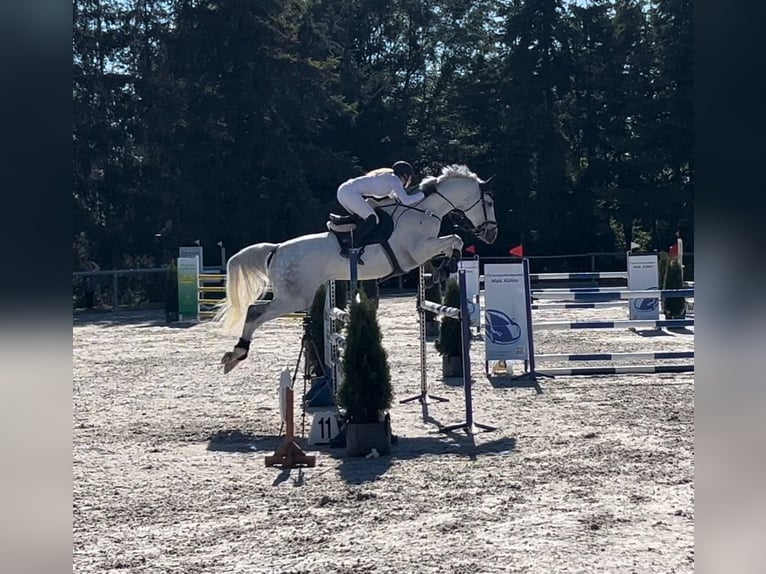 Holsteiner Wallach 10 Jahre 177 cm Schimmel in Greiz