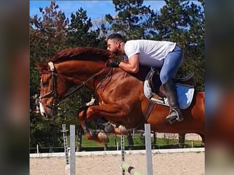 Holsteiner Wallach 10 Jahre 178 cm Fuchs in Lassee