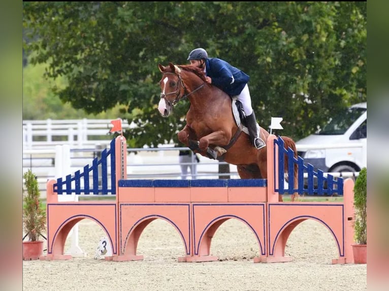 Holsteiner Wallach 10 Jahre 178 cm Fuchs in Lassee