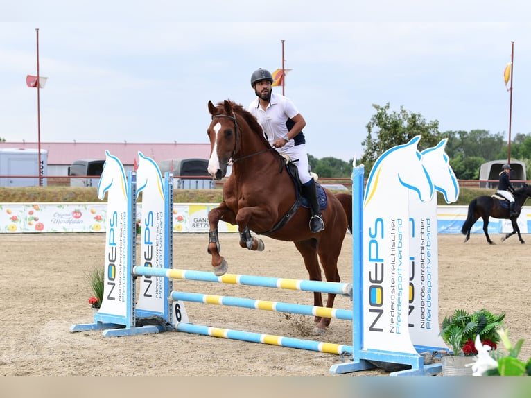 Holsteiner Wallach 10 Jahre 178 cm Fuchs in Lassee