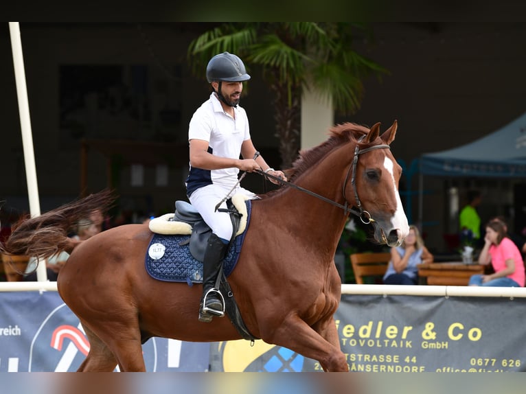 Holsteiner Wallach 10 Jahre 178 cm Fuchs in Lassee