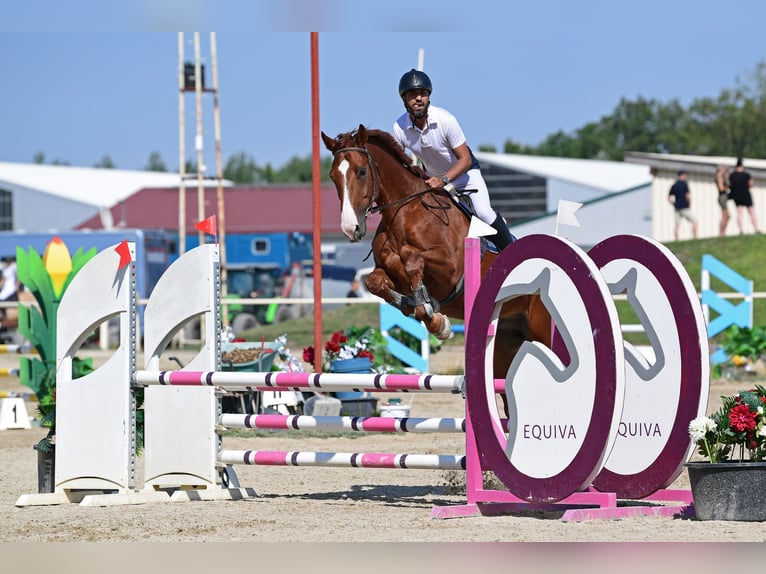 Holsteiner Wallach 10 Jahre 178 cm Fuchs in Lassee