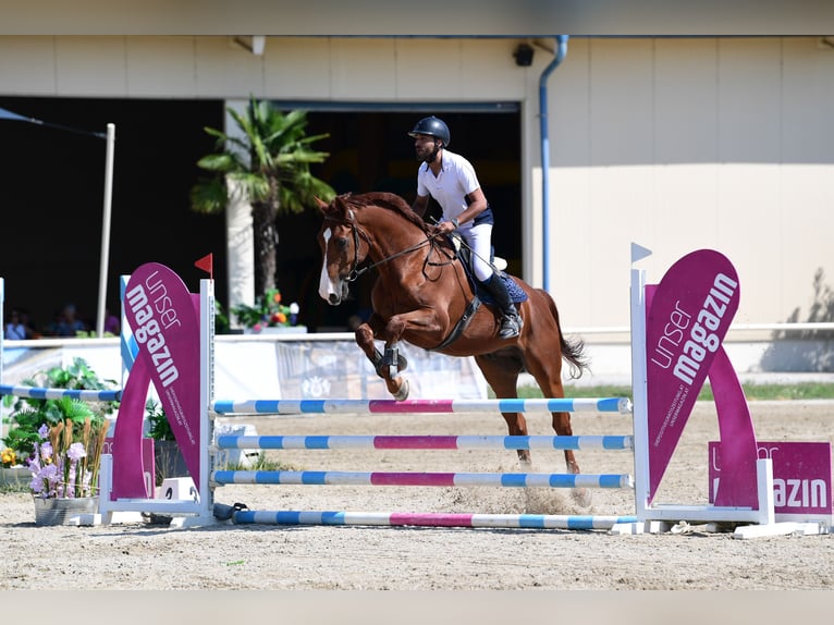 Holsteiner Wallach 10 Jahre 178 cm Fuchs in Lassee