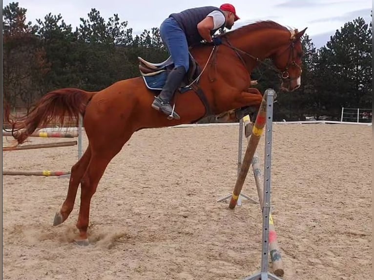 Holsteiner Wallach 10 Jahre 178 cm Fuchs in Lassee