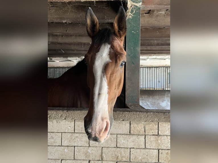 Holsteiner Wallach 10 Jahre 182 cm Brauner in Sontra