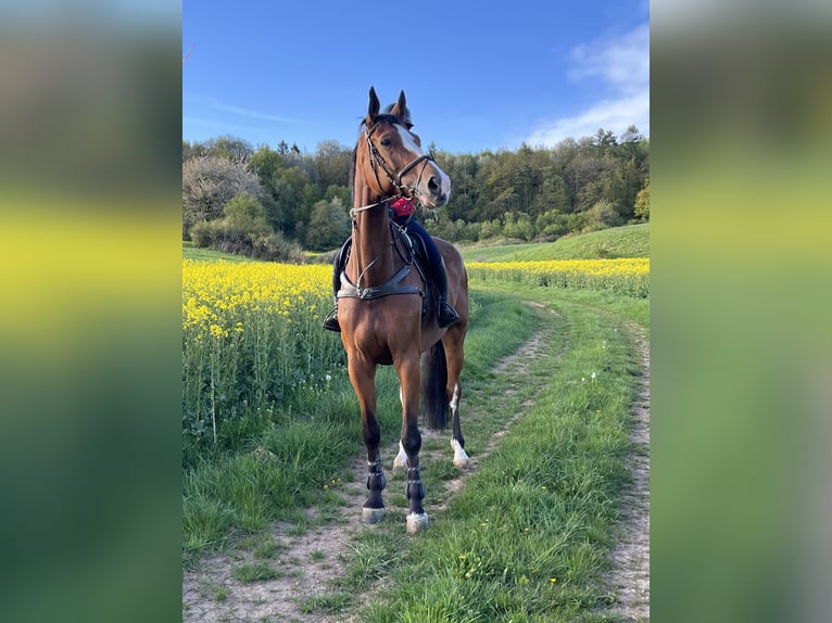 Holsteiner Wallach 10 Jahre 182 cm Brauner in Sontra