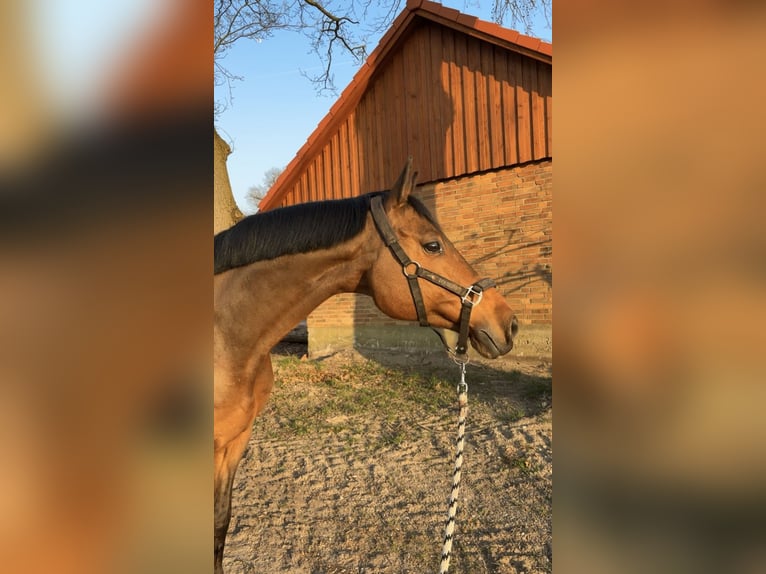 Holsteiner Wallach 11 Jahre 162 cm Brauner in Ahnsbeck