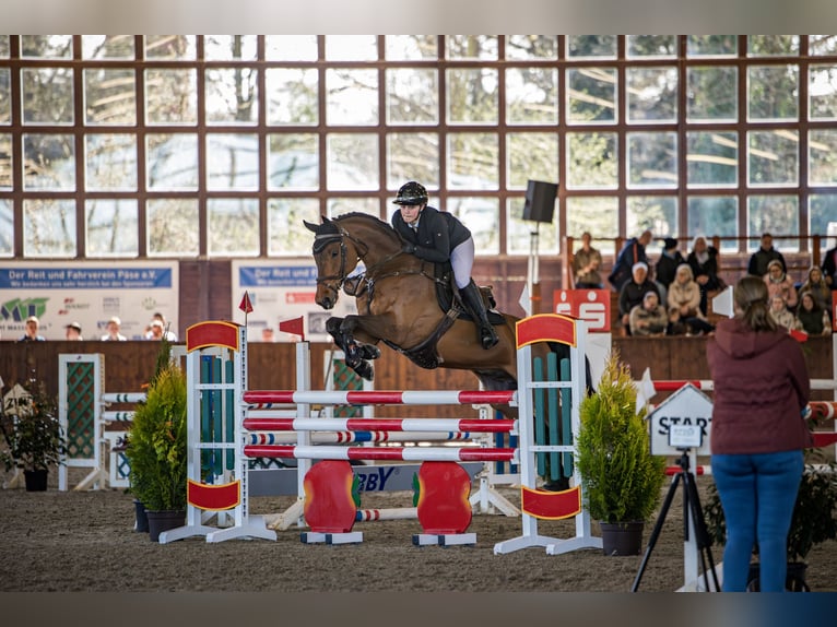 Holsteiner Wallach 11 Jahre 162 cm Brauner in Ahnsbeck