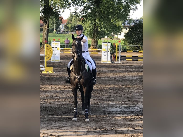Holsteiner Wallach 11 Jahre 163 cm Rappe in Klais