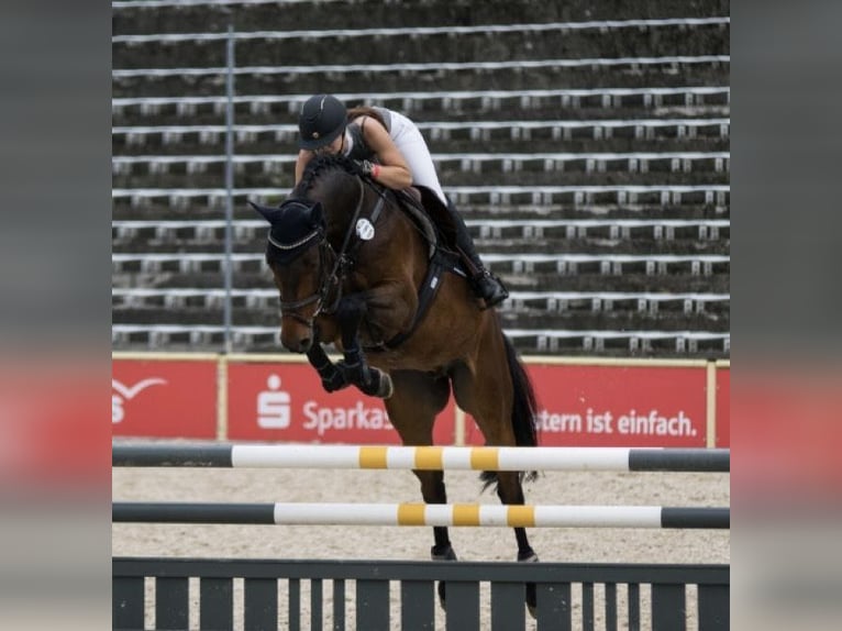 Holsteiner Wallach 11 Jahre 164 cm Dunkelbrauner in Mössingen