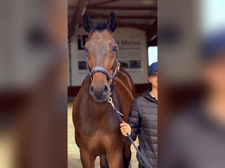 Holsteiner Wallach 11 Jahre 164 cm Dunkelbrauner in Mössingen