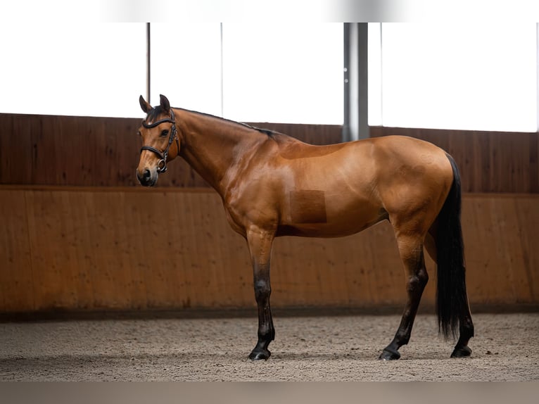 Holsteiner Wallach 11 Jahre 164 cm Rotbrauner in Chyliczki