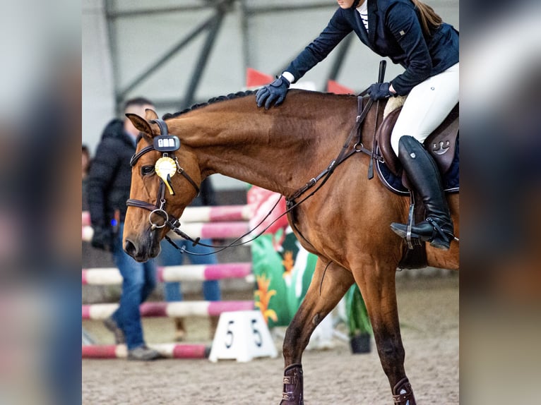 Holsteiner Wallach 11 Jahre 164 cm Rotbrauner in Chyliczki