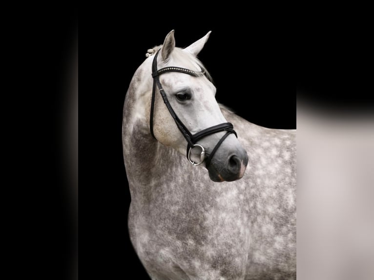 Holsteiner Wallach 11 Jahre 165 cm Apfelschimmel in Willich