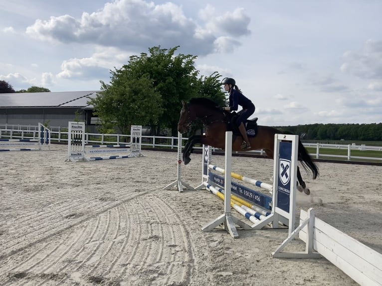 Holsteiner Wallach 11 Jahre 165 cm Brauner in Wedemark/ Meitze