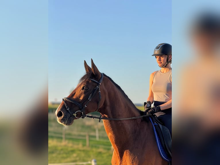 Holsteiner Wallach 11 Jahre 165 cm Brauner in Fluorn-Winzeln