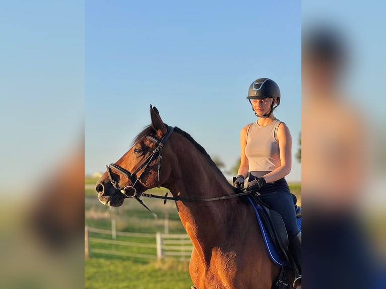 Holsteiner Wallach 11 Jahre 165 cm Brauner in Fluorn-Winzeln
