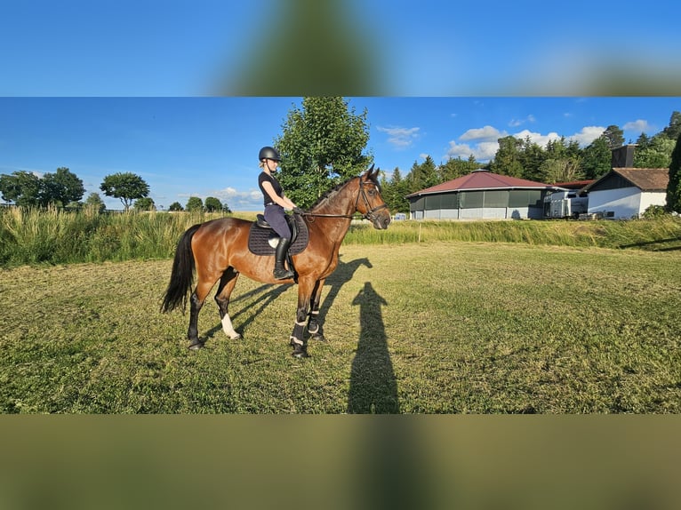 Holsteiner Wallach 11 Jahre 165 cm Brauner in Fluorn-Winzeln