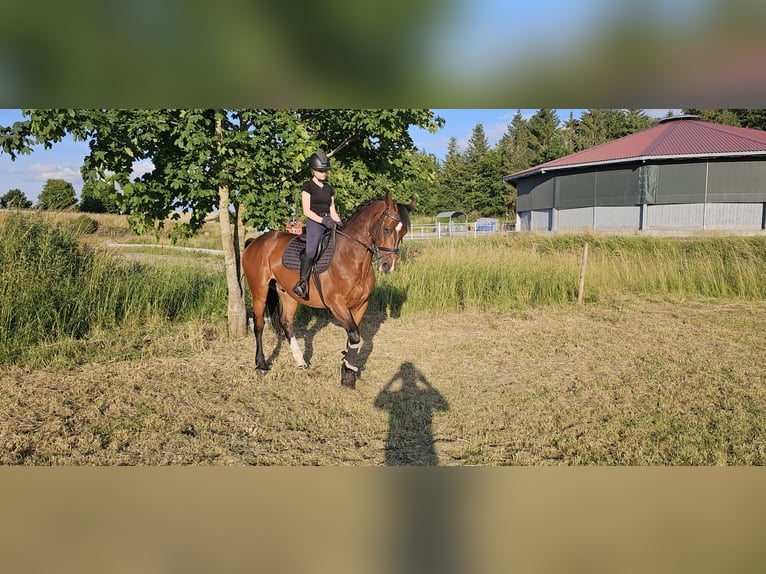 Holsteiner Wallach 11 Jahre 165 cm Brauner in Fluorn-Winzeln
