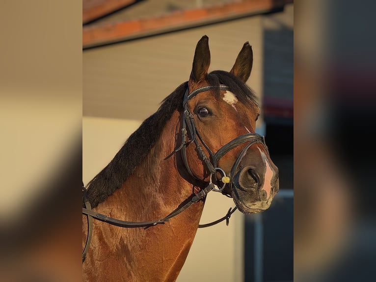 Holsteiner Wallach 11 Jahre 165 cm Brauner in Fluorn-Winzeln