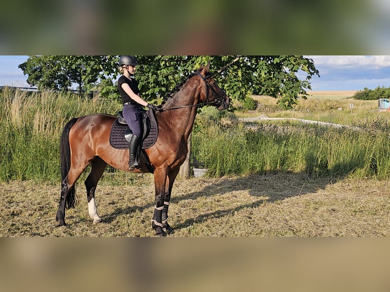 Holsteiner Wallach 11 Jahre 165 cm Brauner in Fluorn-Winzeln