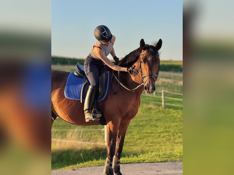 Holsteiner Wallach 11 Jahre 165 cm Brauner in Fluorn-Winzeln