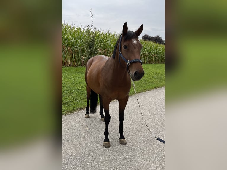 Holsteiner Wallach 11 Jahre 165 cm Brauner in Dußlingen