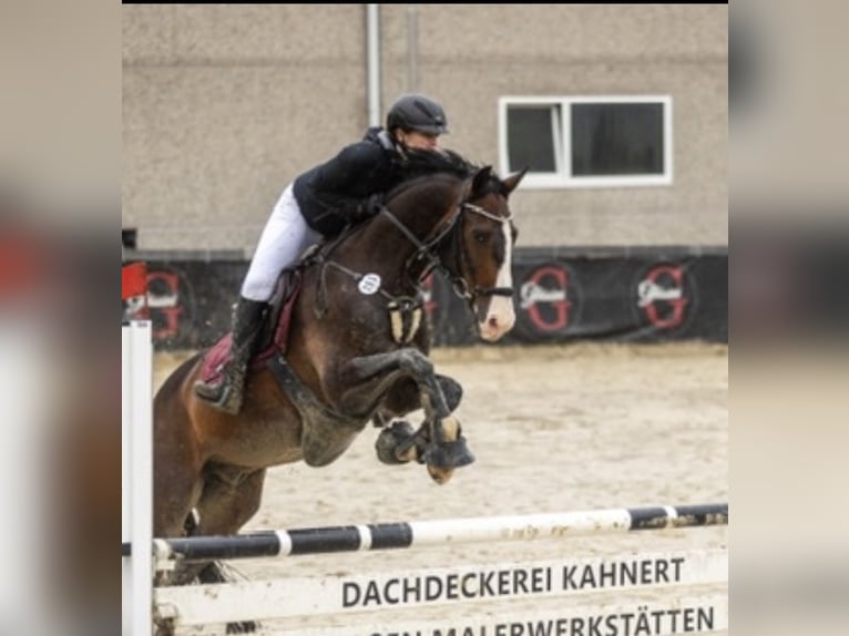 Holsteiner Wallach 11 Jahre 165 cm Dunkelbrauner in Erftstadt