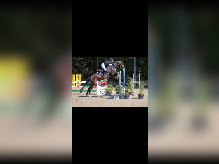 Holsteiner Wallach 11 Jahre 165 cm Dunkelbrauner in Erftstadt