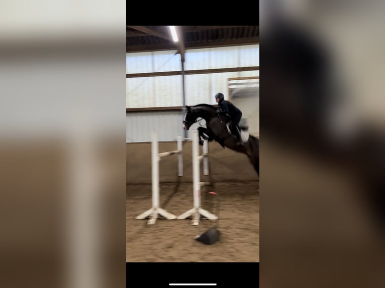 Holsteiner Wallach 11 Jahre 165 cm Dunkelbrauner in Erftstadt