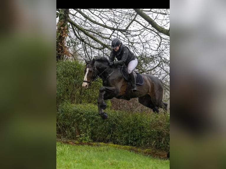 Holsteiner Wallach 11 Jahre 165 cm Dunkelbrauner in Erftstadt