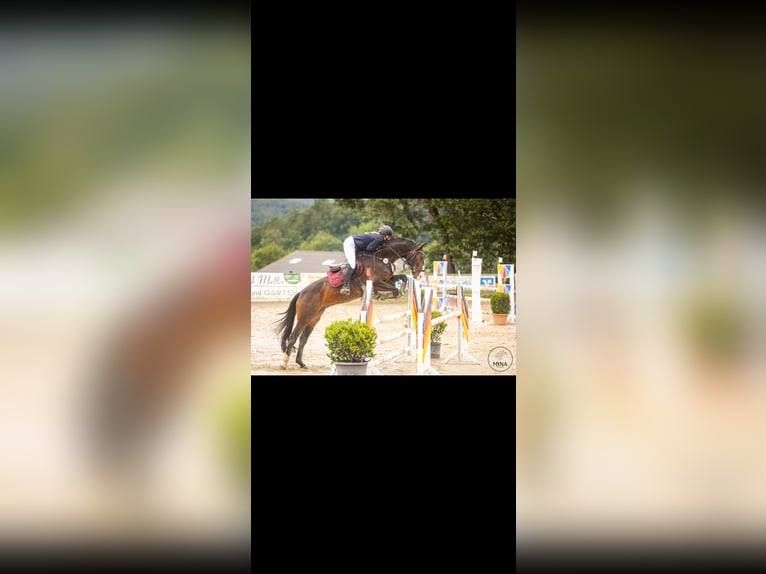 Holsteiner Wallach 11 Jahre 165 cm Dunkelbrauner in Erftstadt