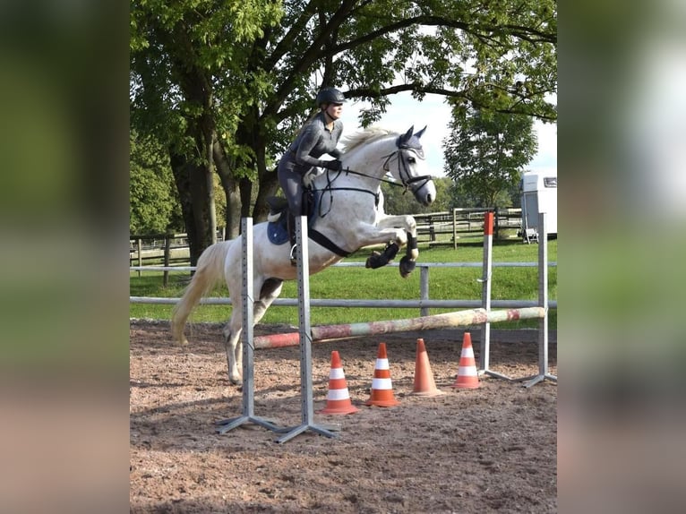 Holsteiner Wallach 11 Jahre 165 cm Schimmel in Rödental