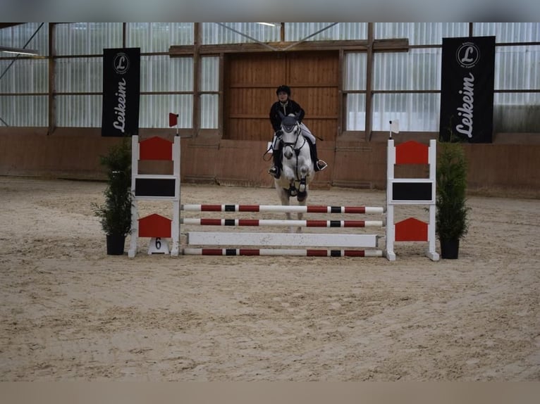 Holsteiner Wallach 11 Jahre 165 cm Schimmel in Rödental