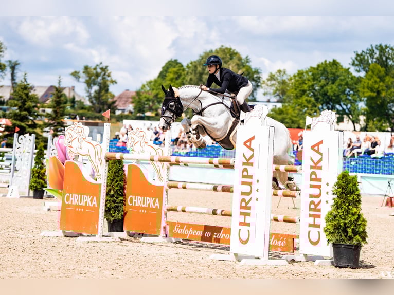 Holsteiner Wallach 11 Jahre 165 cm Schimmel in Czarny Las
